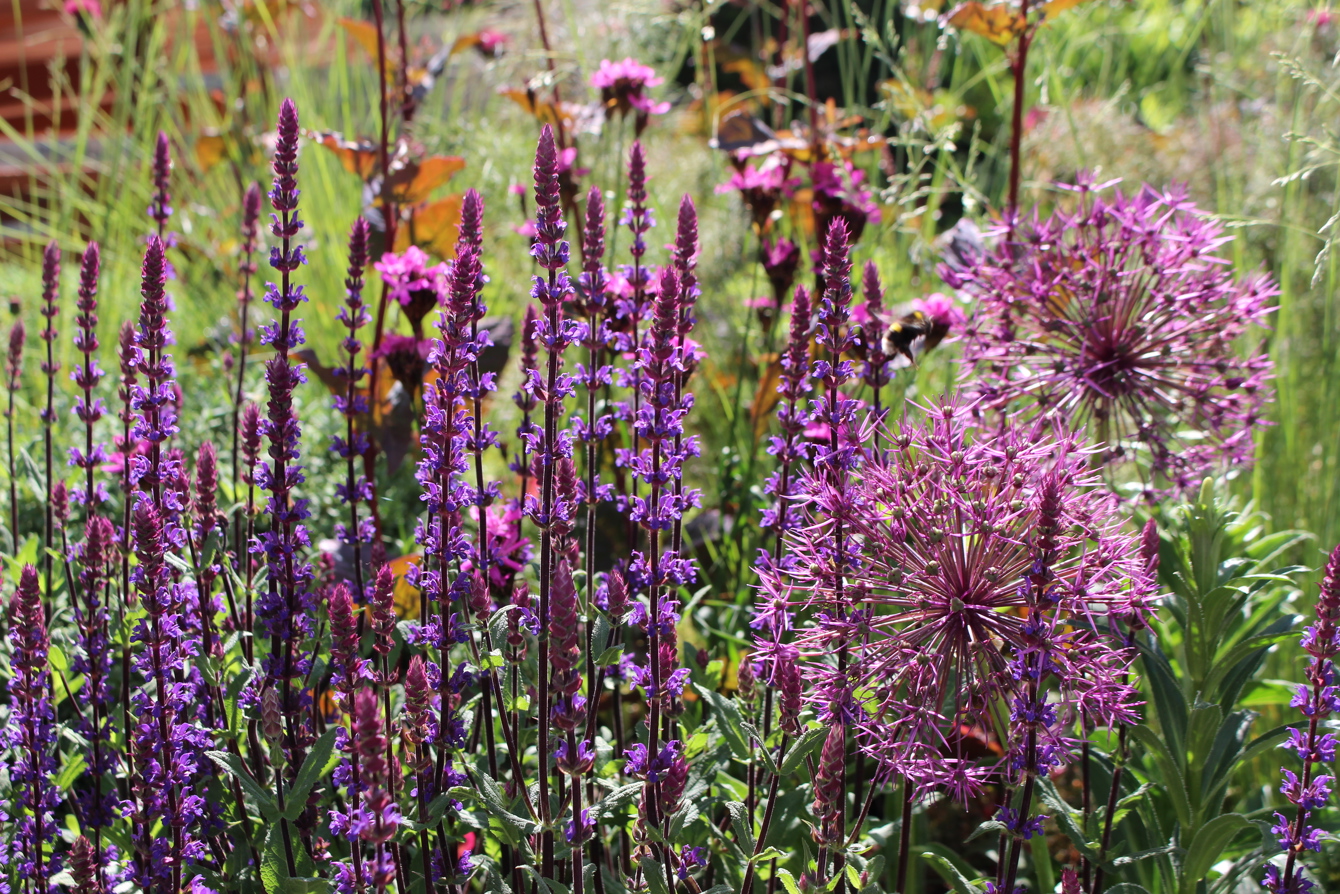 General garden images