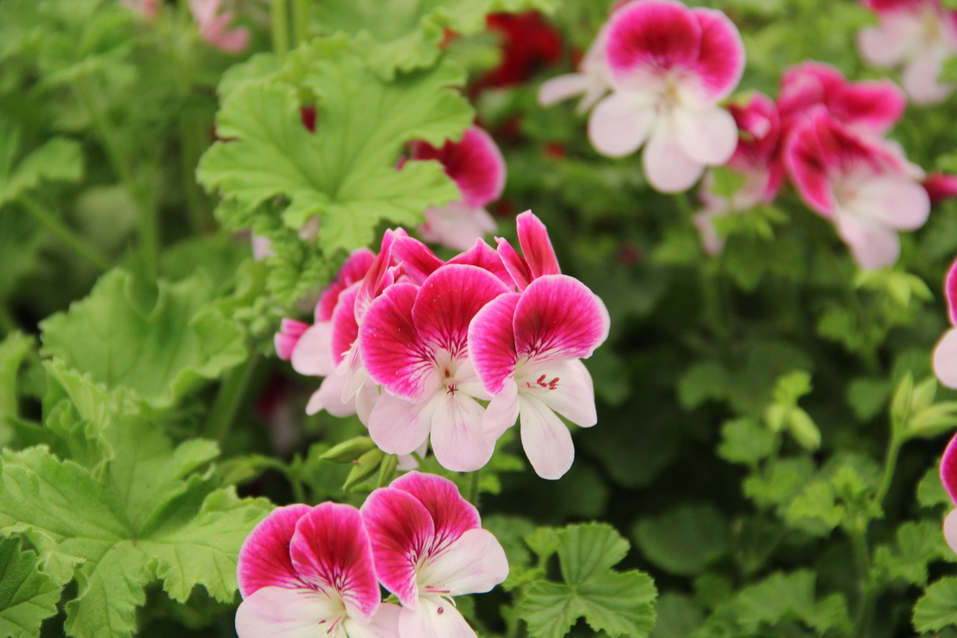 Pelargonium 'Captain Starlight'