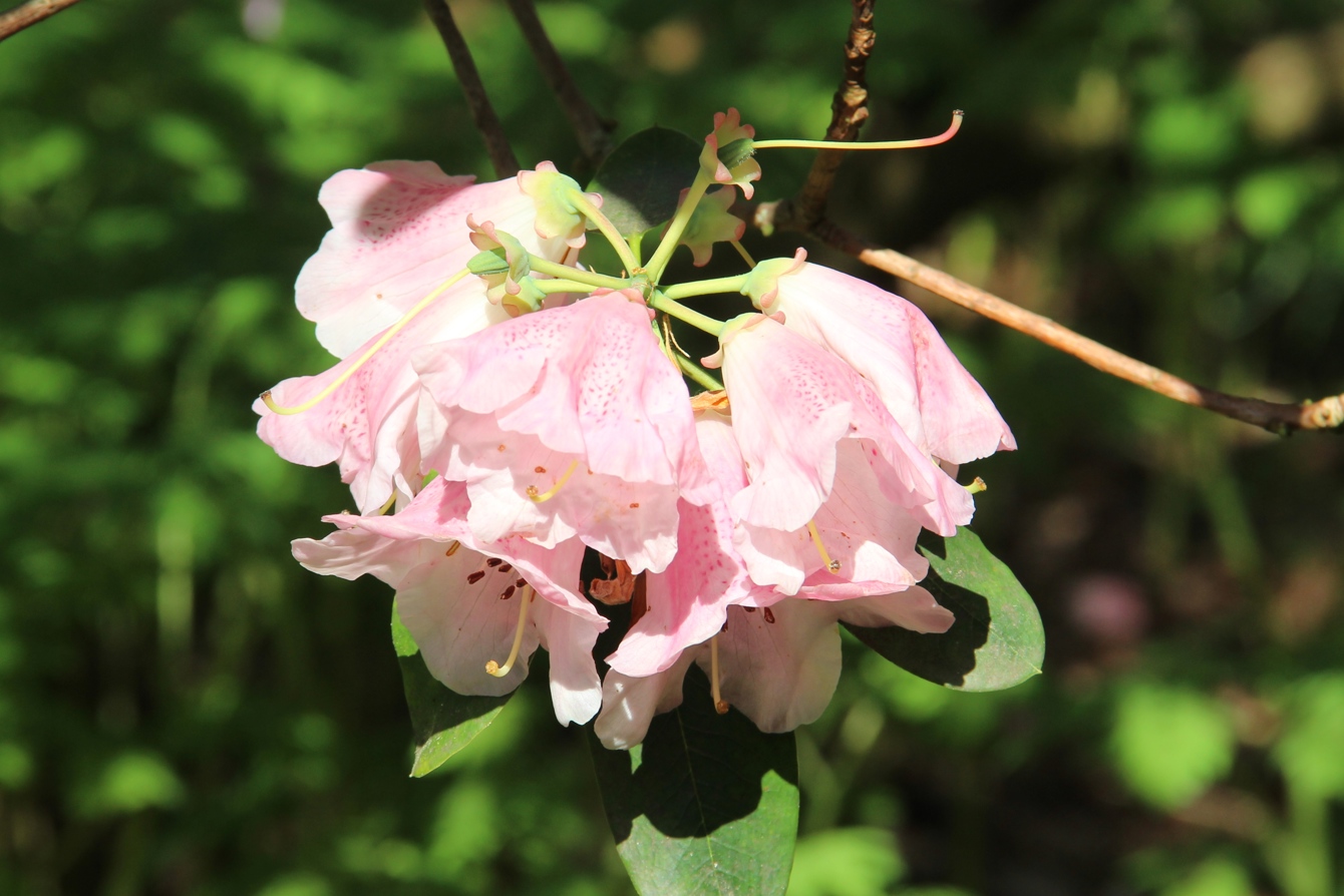 IMG 9461 Rhododendron 'Rosamund' Savill