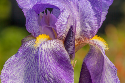 <p>An historic National Plant Collection of Iris bred by Sir Cedric Morris is held by Sarah Cook in Suffolk: <em>Iris</em> 'Benton Bluejohn' TB</p>