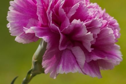 <p><em>Dianthus</em> 'Purple Frosted' in the National Plant Collection held by Jim Marshall in Suffolk</p>