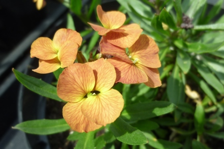 Erysimum 'Butterscotch'