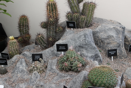 <p><em>Copiapoa</em>, <em>Matucana</em> and <em>Turbinicarpus</em>, Chester Zoo Collections</p>