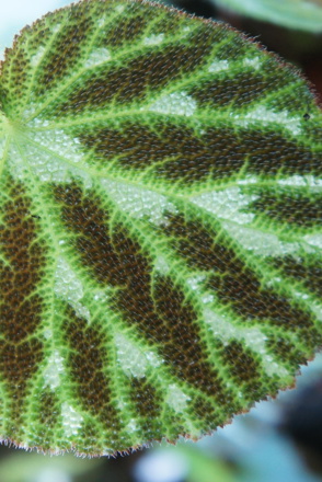 <p>A detailed National Plant Collection of <em>Begonia</em> - Mesoamerican spp. and form of the section G<em>ireoudia</em>:<em> Begonia pustuata</em></p>
