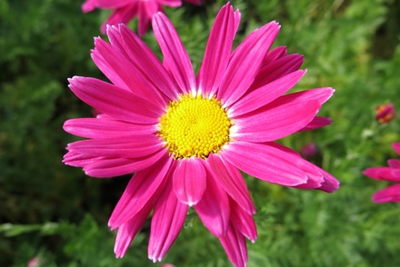 <p>A <em>Tanacetum</em> National Plant Collection is held by G Goddard in London:<em> Tanacetum</em> 'Bressingham Red' </p>