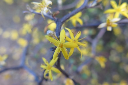 <p>Mona Abboud holds a National Collection of <em>Corokia</em> in her London garden: <em>Corokia cotoneaster</em></p>