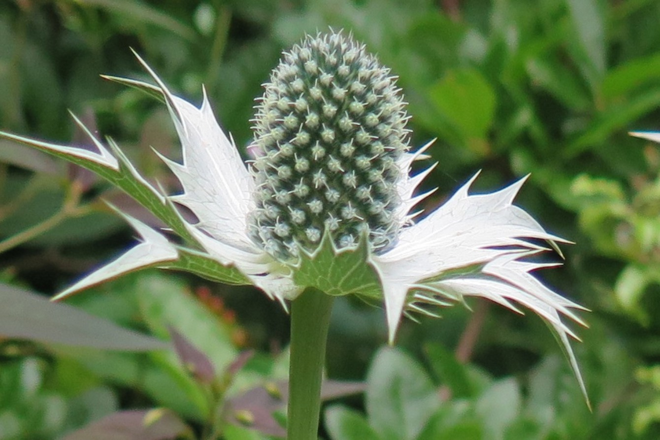 Eryngium 'Miss Wilmotts Ghost'