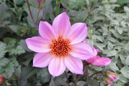 IMG 5743 Dahlia ' Chatsworth Splendour'