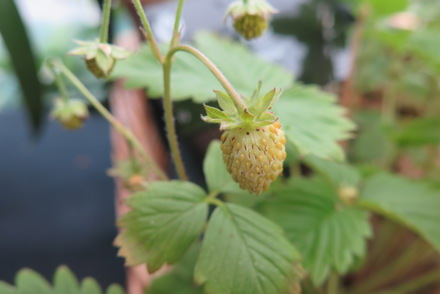 <p>Dianne Nichol-Brown holds three National Collections in Co Durham including<em> Fragaria:  Fragaria vesca</em> 'Mignonette</p>