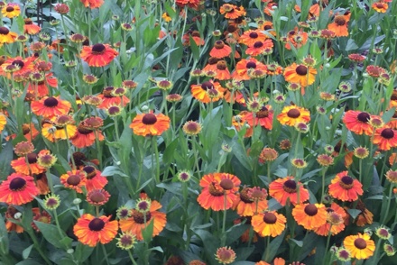 <p>A National Plant Collection of <em>Helenium</em> is held by David Warden in Berwick upon Tweed: <em>Helenium </em> 'Sahin’s Early Flowerer'</p>