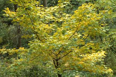 <p>The Blagdon Estate holds three National Plant Collections of trees including<em> Acer: Acer campestre </em>var. <em>austriacum</em></p>