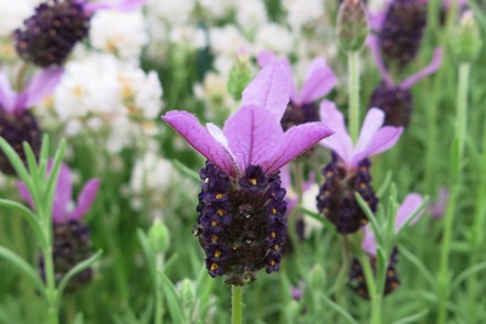 <p>Downderry Nurseries hold a scientific National Plant Collection of <em>Lavandula</em><em>: Lavandula</em> 'Fathead'</p>