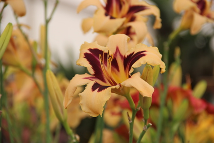 <p>Paul Harris holds a National Plant  Collection of <em>Hemerocallis</em> and <em>Hosta</em> with the RHS AGM: <em>Hemerocallis</em> ' Wild Horses'</p>