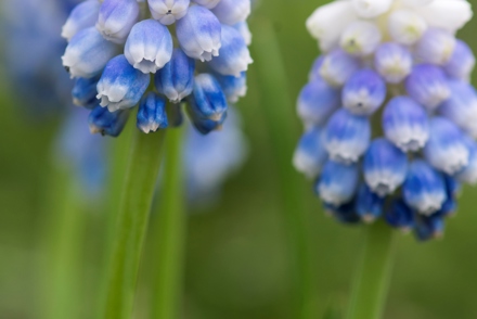 <p>Muscari 'Mount Hood'</p>