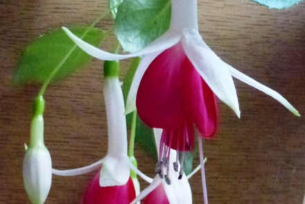 <p>An historical National Collection of <em>Fuchsia</em> bred by James Lye is held by Harper and Debbage in Norwich : <em>Fuschia</em> 'Annie Earle'</p>