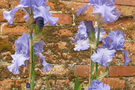 <p>An historical National Collection of <em>Iris</em> Tall Barded bred by Bryan Dodsworth is held in North Walsham; <em>Iris '</em>Kildonan' </p>