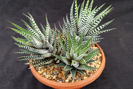 <p>Three National Plant Collections are held by Ottershaw Cacti -<em> Astroloba, Gasteria </em>and <em>Haworthia: Haworthia</em> 'Big Band'</p>