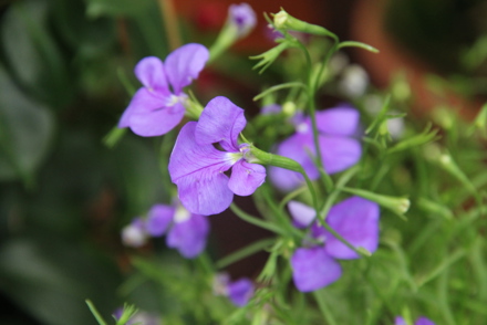 <p>Barry Clarke holds five National Plant Collections in Hampshire : <em> Loblia tenuior</em></p>
