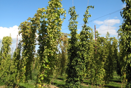 <p>Wye Hops hold a National Collection of<em> Humulus lupulus</em> - historic varieis and elite breeding stocks.</p>