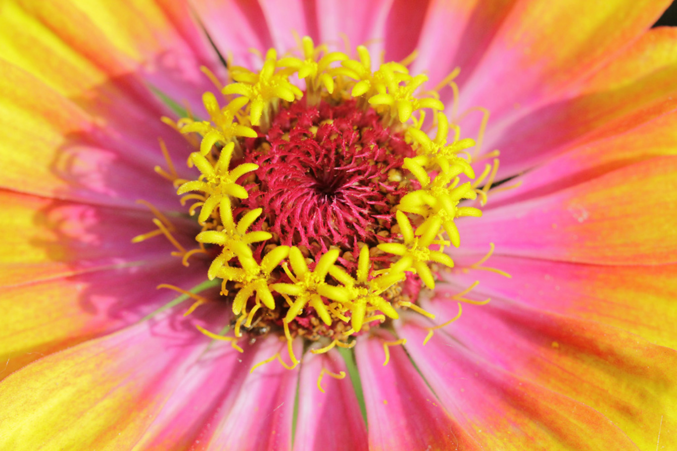 Zinnia 2017