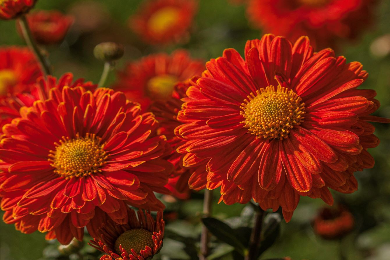 Chrysanthemum ‘Spartan Linnet’