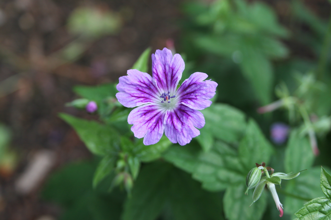 Geranium Nodosum Hexham Freckles From Collection Held By Joan Taylor