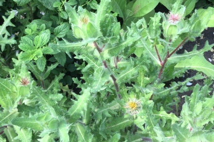 Blessed Thistle (Cnicus Benedictus) With Lemon Balm (Melissa Officinalis)