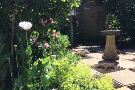 Papaver Somniferum Rosa Gallica Var Officinalis