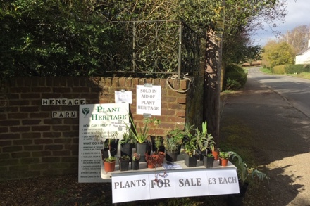 Wendy Bentall Plant Sale