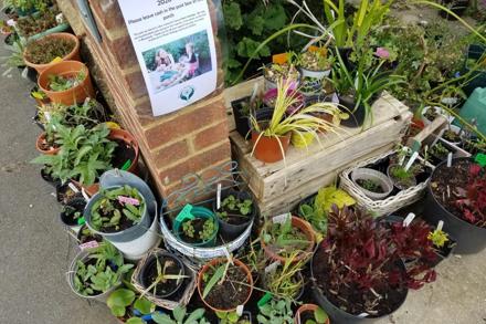 Claire Davitt Doorstep Plant Sale