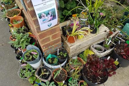 Surrey Group April Plant Sales