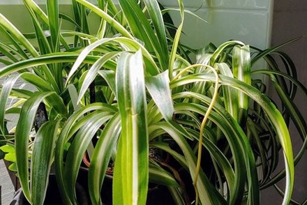 Five new National Plant Collections are awarded by Plant Heritage in Spring 2020. Find out more about these unique collections of Spider Plants, Medlar, Box, Metasequoia and Liriodendron.