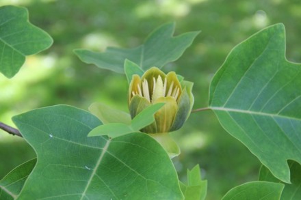 IMG 5532 Liriodendron Chinensis Chinese Tulip Tree Cc PH