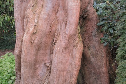 Metasequoia Glyptostroboides China