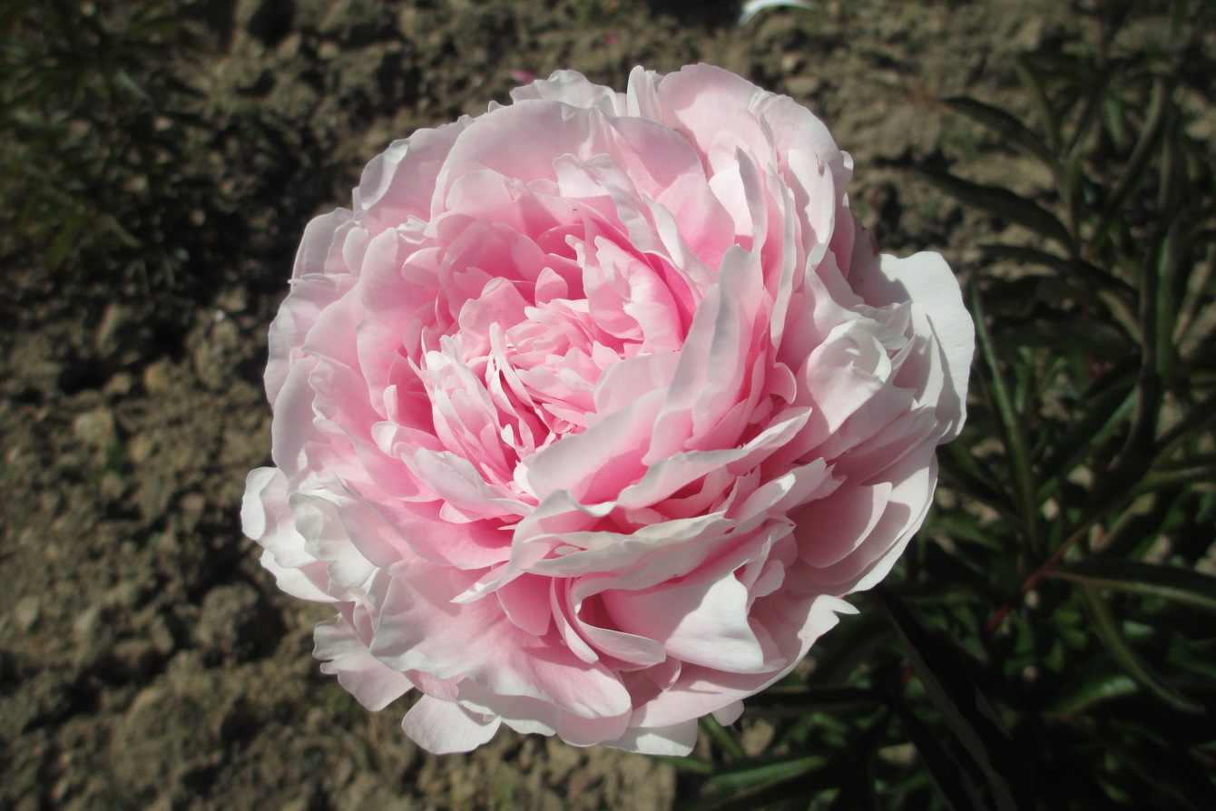 'Mme De Galhau' Bred By Crousse (1883) Cc C Stone