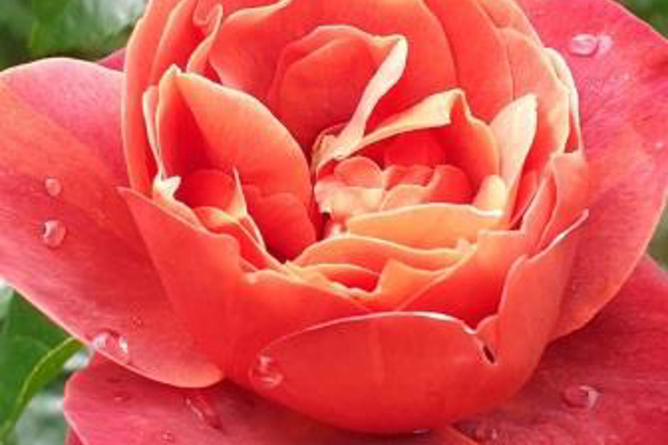 Rosa 'Hot Chocolate'