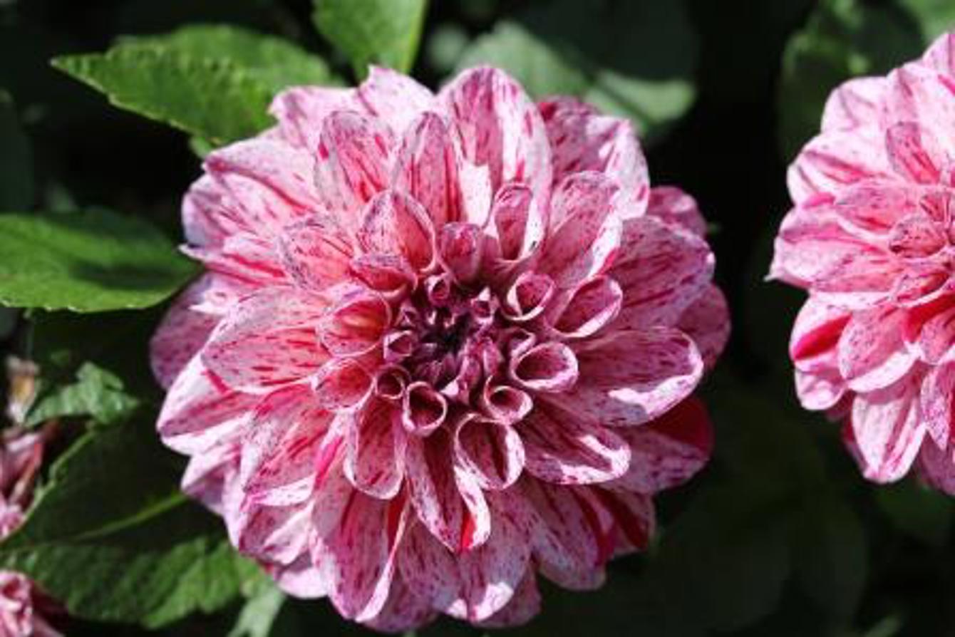 Dahlia 'Marble Ball'