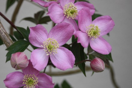 Clematis 'Veitch' (M)