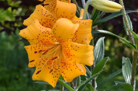 Lilium 'Odysseus'