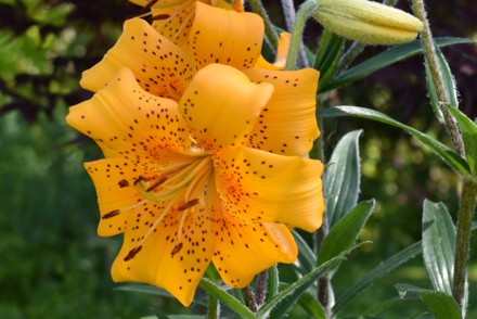 Threatened Plant of the Year Competition 2021 launched. Plant Heritage is calling for garden and plant enthusiasts across the UK to enter.