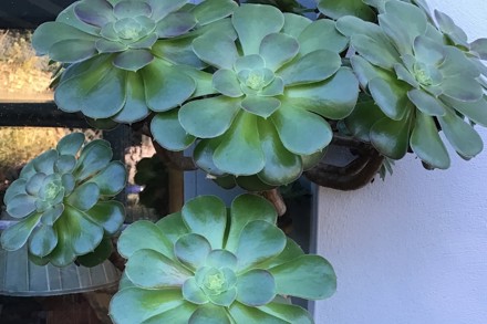 Aeonium 'Blush'