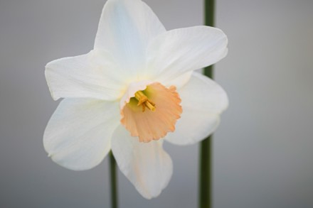 Narcissus 'Wild Rose' (1)