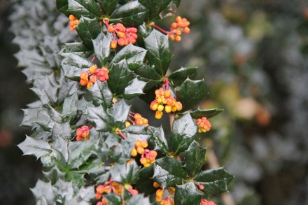 Berberis Lologensis 'Mystery Fire'