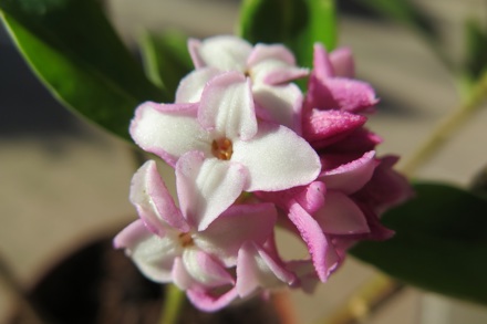 Daphne