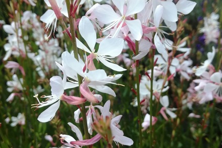 Threatened plants need you! Charity calls for help saving the UK’s garden plants  Plant Heritage’s Missing Genera 2020 campaign highlights ten plant groups that need saving.