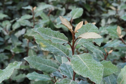 Elaeagnus Ebbingei 'Compacta'