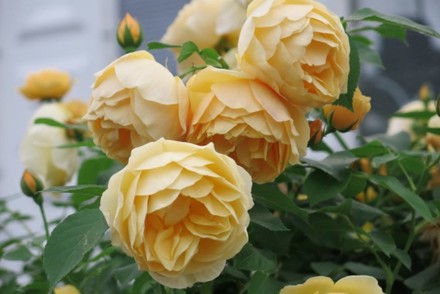 Plant Heritage is adapting to changing circumstances due to Covid 19.  Our Seed Shop and talks from Collection Holders are offered online