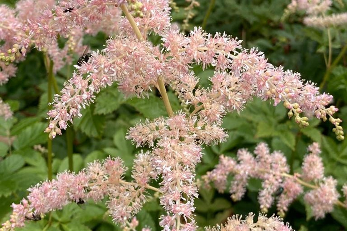 Astilbe 'Betsy Cuperus'