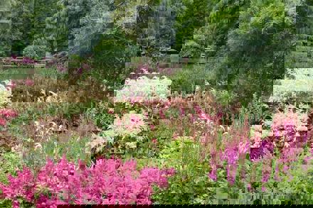 Astilbe At Marwood Hill Gardens