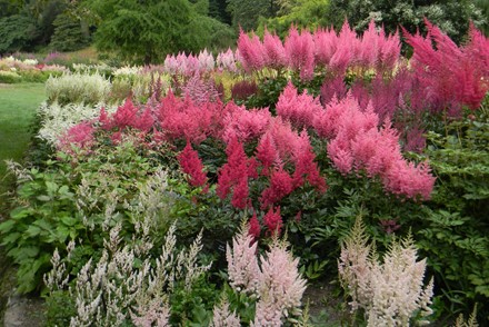 The Brickell Award 2020.  We are delighted to annouce that Malcolm Pharoah has been awarded the prestigious Brickell Award 2020 for his National Plant Collection of Astilbe